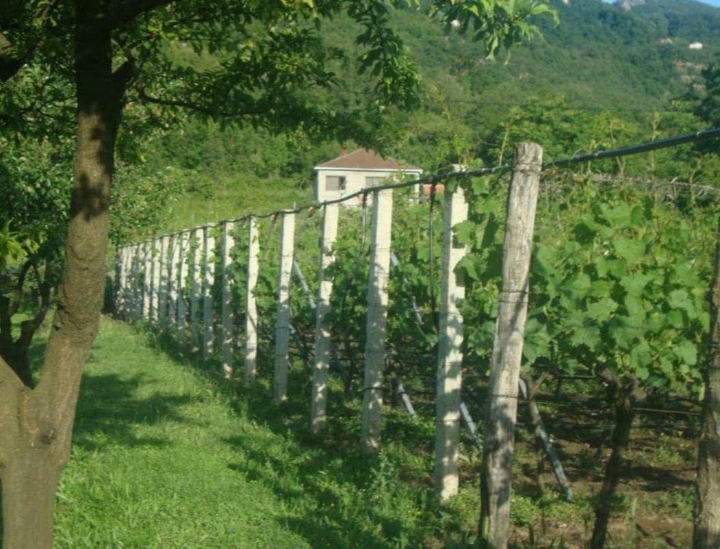 Studio And Winery Kalimut Virpazar Exterior foto